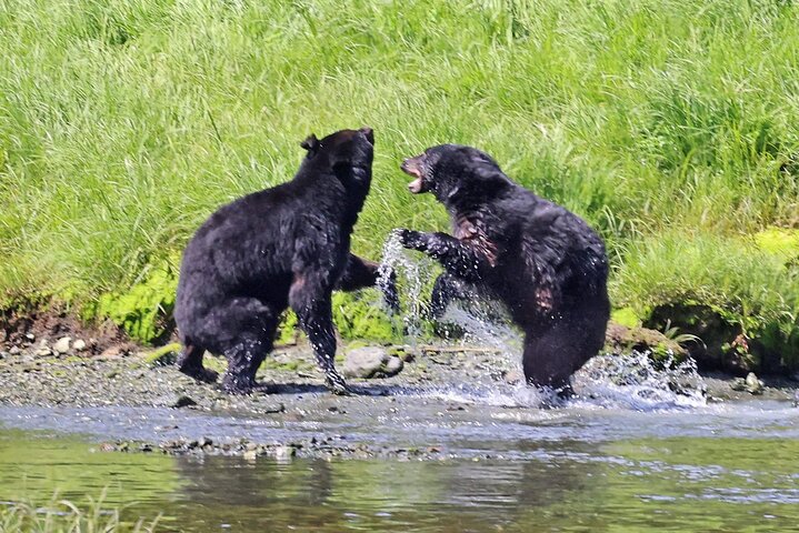 3hr Private Custom Excursion in Ketchikan for up to 14 people
