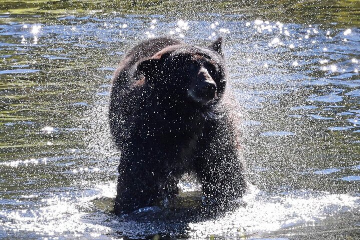 3hr Private Custom Excursion in Ketchikan for up to 14 people