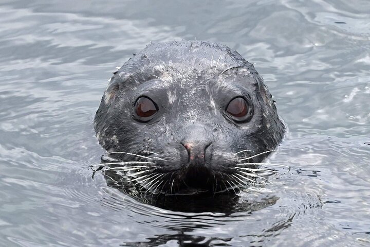 3hr Private Custom Excursion in Ketchikan for up to 14 people