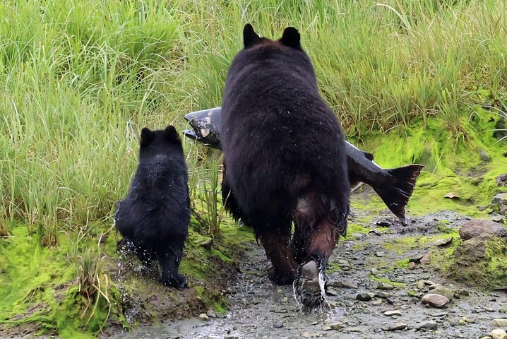 3hr Private Custom Excursion in Ketchikan for up to 14 people