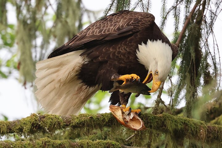 3hr Private Custom Excursion in Ketchikan for up to 14 people