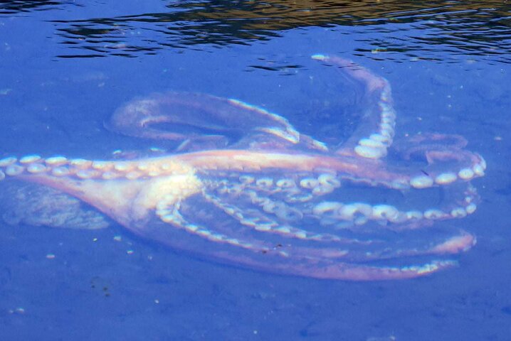 3hr Private Custom Excursion in Ketchikan for up to 14 people