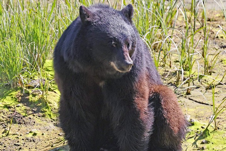 3hr Private Custom Excursion in Ketchikan for up to 14 people