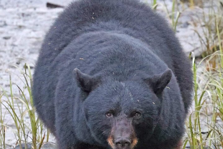 3hr Private Custom Excursion in Ketchikan for up to 14 people