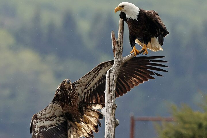 3hr Private Custom Excursion in Ketchikan for up to 14 people