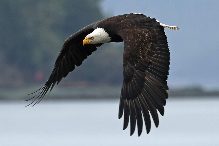 3hr Private Custom Excursion in Ketchikan for up to 14 people