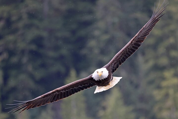 3hr Private Custom Excursion in Ketchikan for up to 14 people