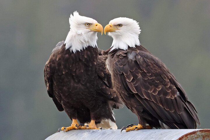 3hr Private Custom Excursion in Ketchikan for up to 14 people