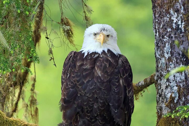 3hr Private Custom Excursion in Ketchikan for up to 14 people