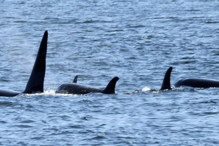 3hr Private Custom Excursion in Ketchikan for up to 14 people