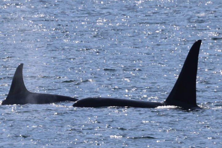 3hr Private Custom Excursion in Ketchikan for up to 14 people
