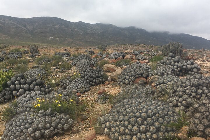 The Challe National Parks from La Serena – Pan de Azucar & Llanos