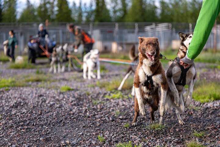 Meet 70 Huskies and Enjoy a short ATV Tour with the Huskies