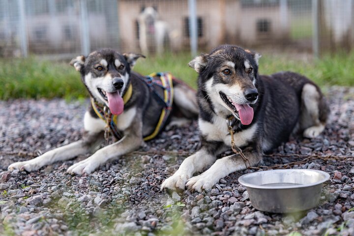 Meet 70 Huskies and Enjoy a short ATV Tour with the Huskies