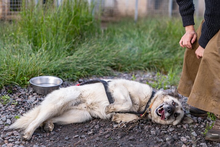 Meet 70 Huskies and Enjoy a short ATV Tour with the Huskies