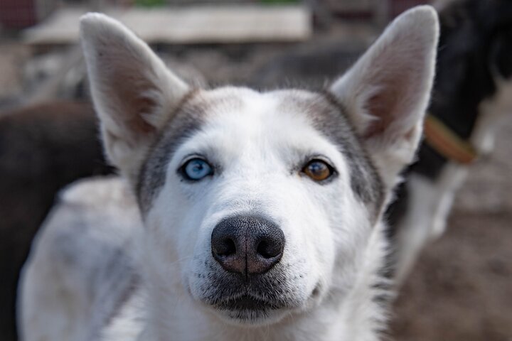 Meet 70 Huskies and Enjoy a short ATV Tour with the Huskies