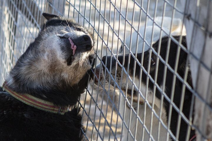 Meet 70 Huskies and Enjoy a short ATV Tour with the Huskies