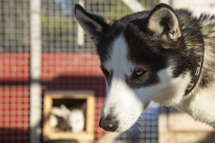 Meet 70 Huskies and Enjoy a short ATV Tour with the Huskies