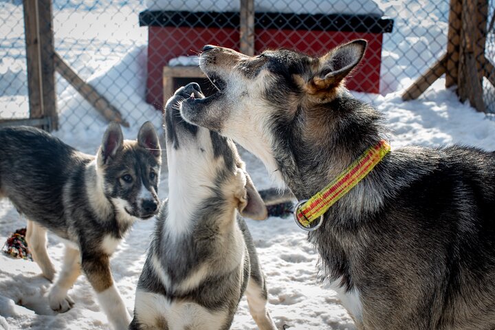 Meet 70 Huskies and Enjoy a short ATV Tour with the Huskies