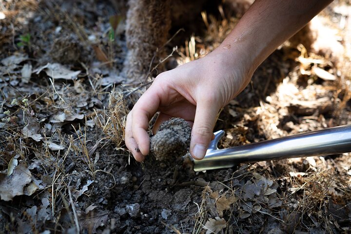 Truffle Lunch & Hunting Experience in San Gimignano