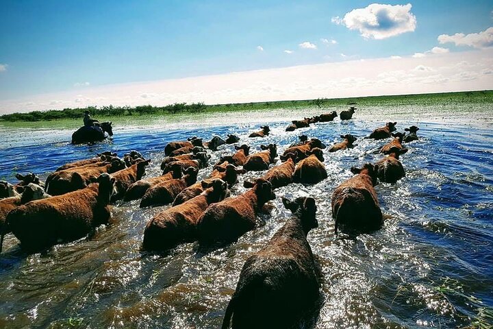 Gaucho Experience in Corrientes: Land of Horses and Tradition