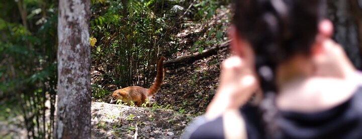 Calakmul Ancient Maya City Tour - From Campeche