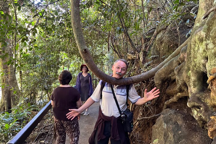 Deluxe Springbrook & Mt Tamborine Glow Worms and famous Skywalk
