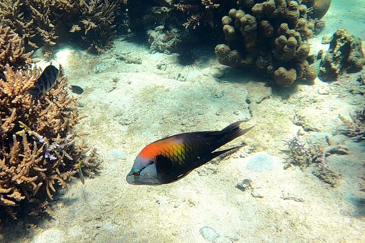 Full-Day Exclusive Private Tour to Nosy Tanikely Marine Reserve