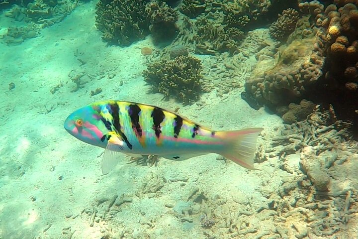 Full-Day Exclusive Private Tour to Nosy Tanikely Marine Reserve
