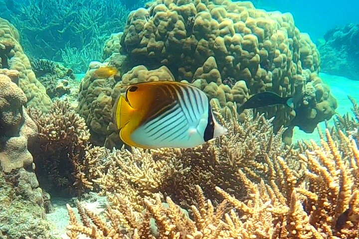 Full-Day Exclusive Private Tour to Nosy Tanikely Marine Reserve