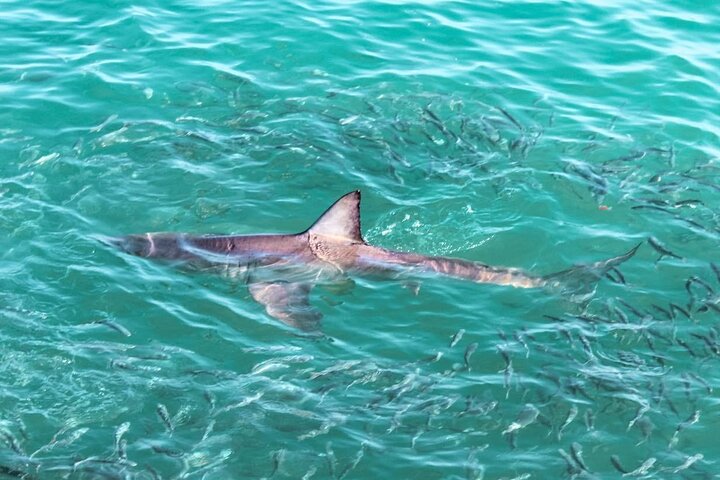 Guided Shark Cage Diving with Hookah Air Supply in Gansbaai