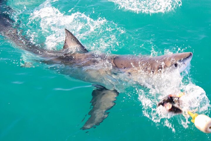 Guided Shark Cage Diving with Hookah Air Supply in Gansbaai