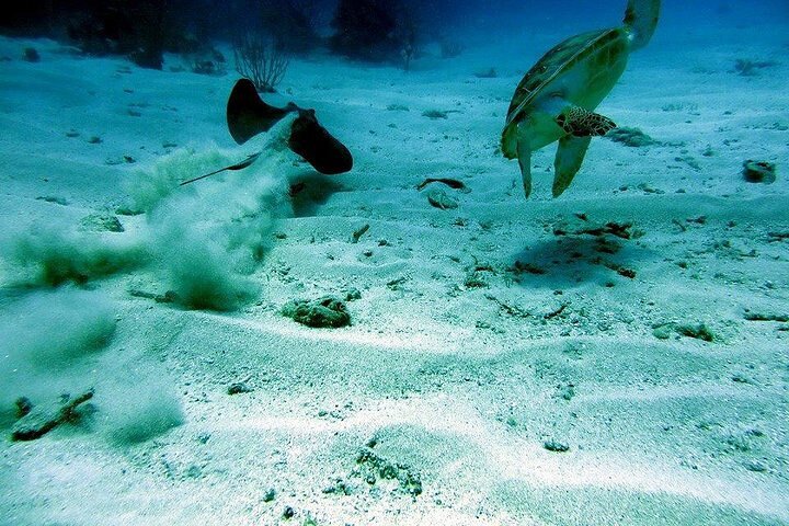Culebra Snorkel and Beach Day with Lunch and Drinks