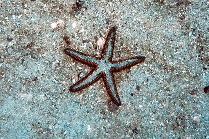 Culebra Snorkel and Beach Day with Lunch and Drinks