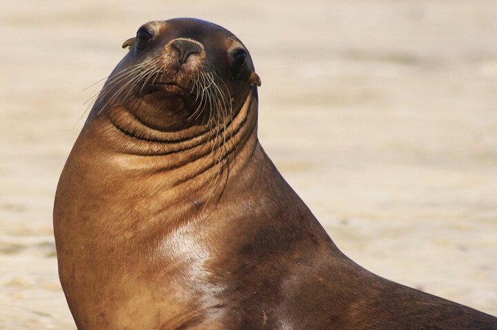 Snorkeling with Sea Lions and Wildlife Adventure
