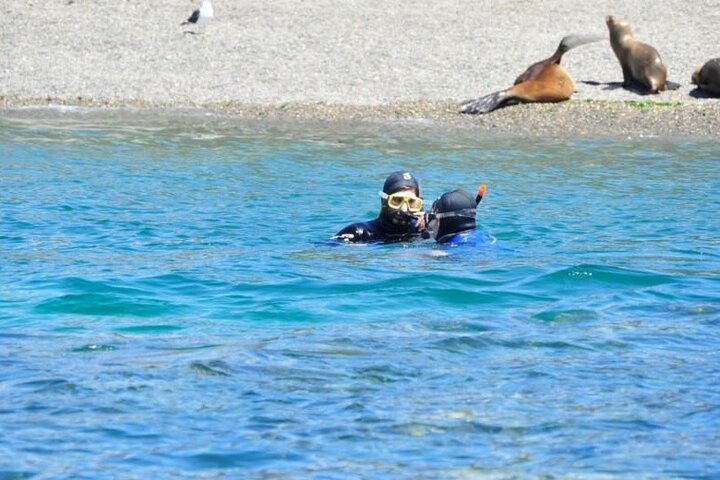 Snorkeling with Sea Lions and Wildlife Adventure