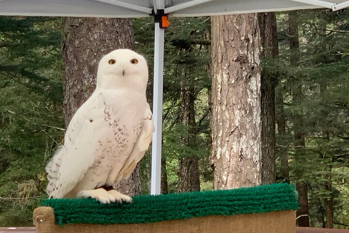 Simply Amazing Sitka Tour: Fortress of the Bear, Alaska Raptor, & Totems