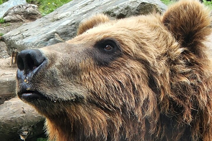 Simply Amazing Sitka Tour: Fortress of the Bear, Alaska Raptor, & Totems