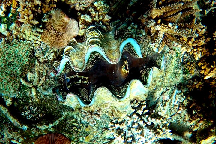 Full-Day Exclusive Private Tour to Nosy Tanikely Marine Reserve