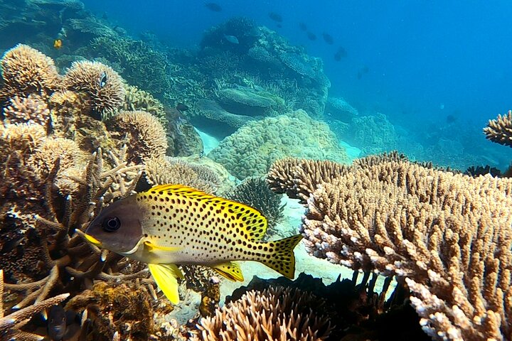 Full-Day Exclusive Private Tour to Nosy Tanikely Marine Reserve