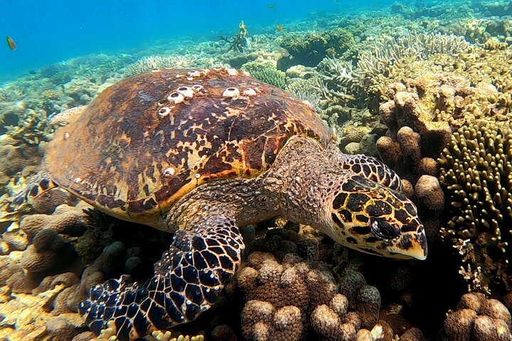 Full-Day Exclusive Private Tour to Nosy Tanikely Marine Reserve