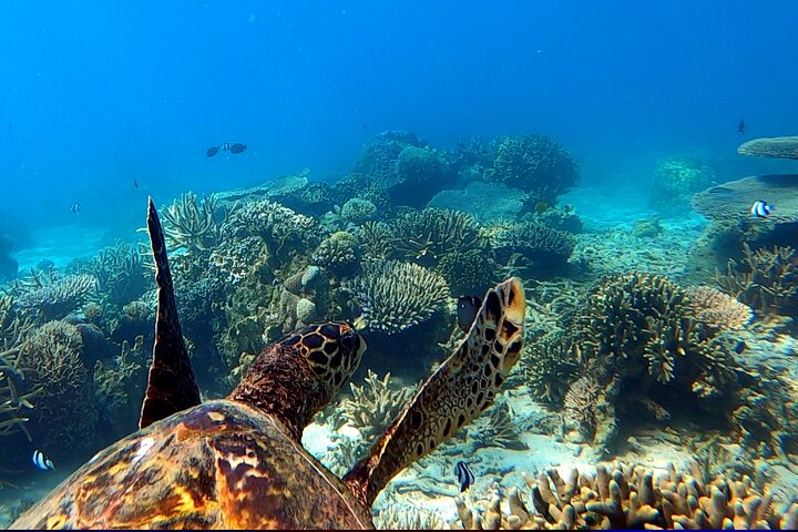 Full-Day Exclusive Private Tour to Nosy Tanikely Marine Reserve