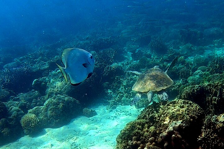 Full-Day Exclusive Private Tour to Nosy Tanikely Marine Reserve