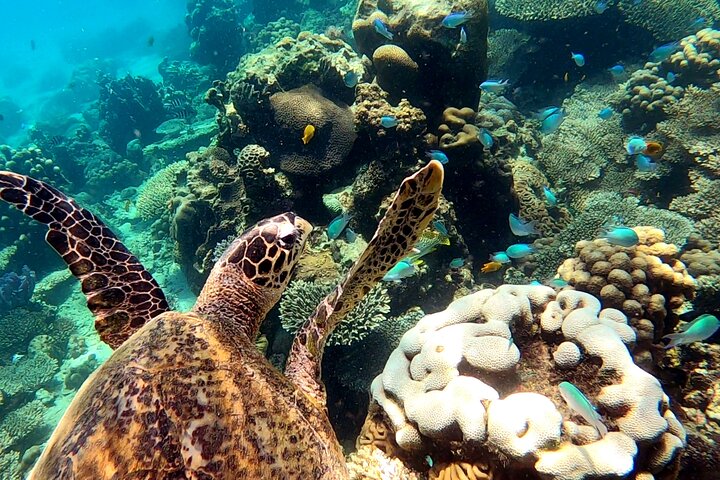 Full-Day Exclusive Private Tour to Nosy Tanikely Marine Reserve