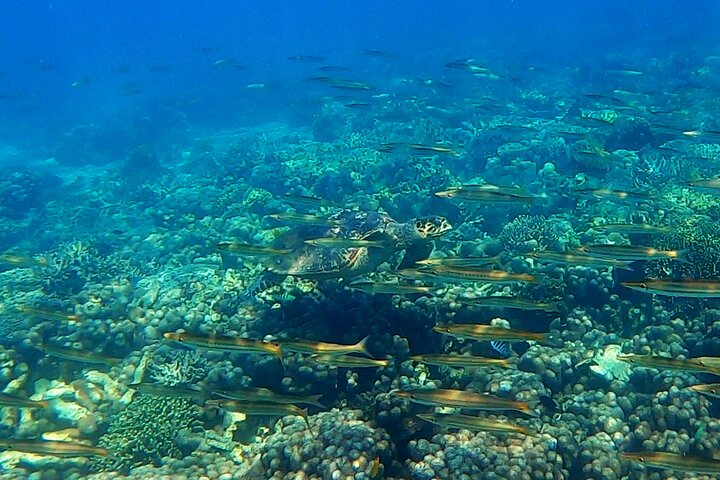 Full-Day Exclusive Private Tour to Nosy Tanikely Marine Reserve