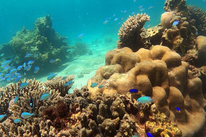 Full-Day Exclusive Private Tour to Nosy Tanikely Marine Reserve
