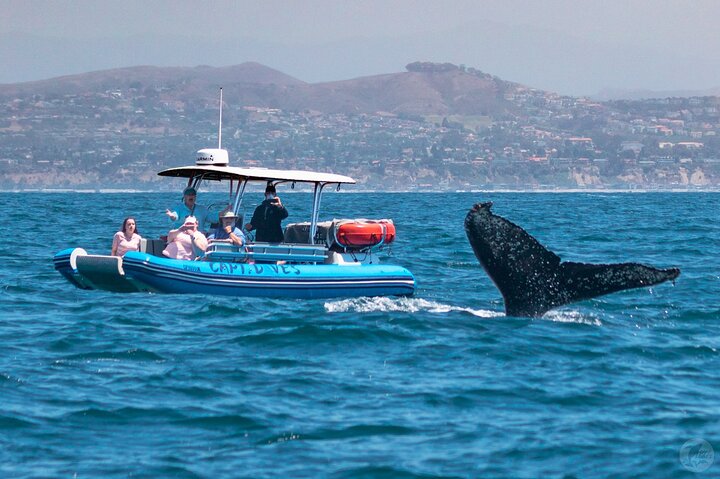 Up-Close Dolphin & Whale Watching Zodiac Adventure in Dana Point