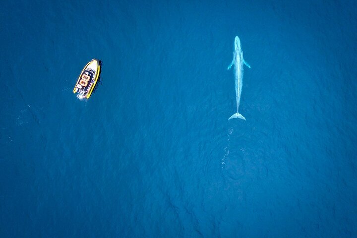 Up-Close Dolphin & Whale Watching Zodiac Adventure in Dana Point