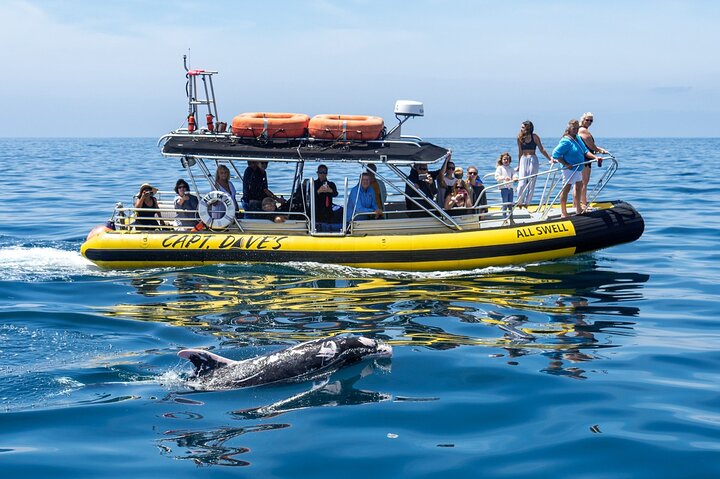 Up-Close Dolphin & Whale Watching Zodiac Adventure in Dana Point