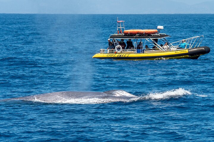 Up-Close Dolphin & Whale Watching Zodiac Adventure in Dana Point